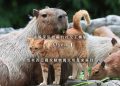 水豚家族收編的社交王橘貓Oyen! 馬來西亞國家動物園大明星來簽到!